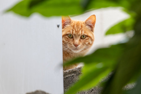 A brown stray cat peeking out from the side of the wallの写真素材
