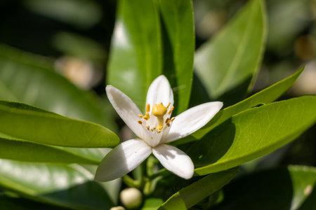 White flowers on a citrus treeの写真素材