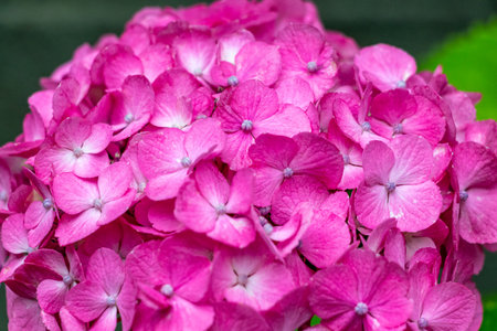 Close up on a hydrangea flowerの写真素材