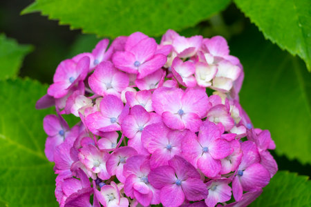 Close up on a hydrangea flower