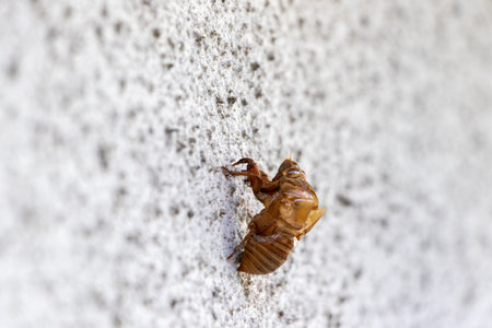 A cicada shell left on the white outer wall