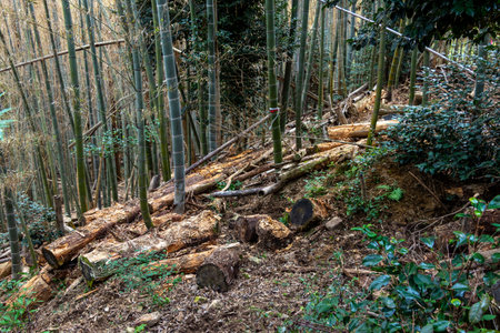 fallen tree left on the mountain slopeの写真素材