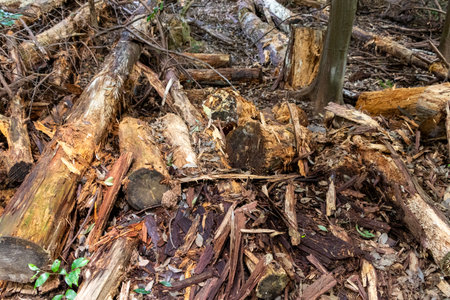 Trees that have been cut down and left in the forest
