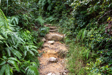 A narrow path through a green forestの写真素材