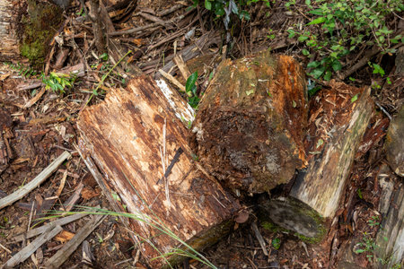 Trees that have been cut down and left in the forestの写真素材