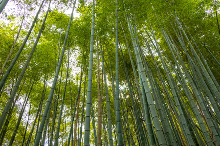 Green bamboo grove in Japanの写真素材