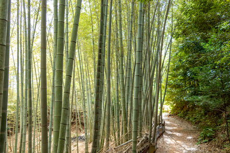 Green bamboo grove in Japanの写真素材