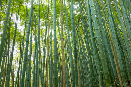 Green bamboo grove in Japanの写真素材