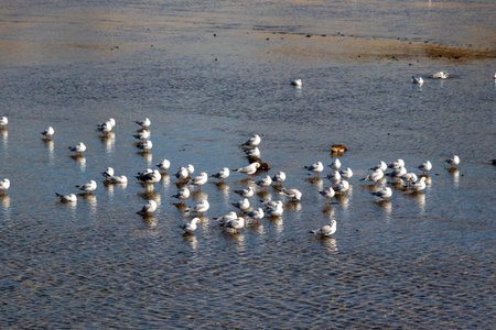 Many seagulls gathering on the surface of the waterの写真素材