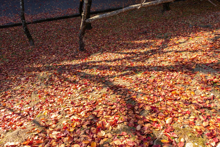 A lot of red fallen leaves covering the ground