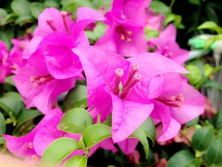 Pink flowers make people look at it, I have long said の写真素材