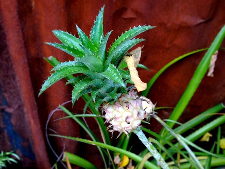White flowers that look to it gets warm の写真素材