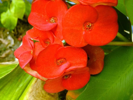 Red flowers that look to it gets warm の写真素材