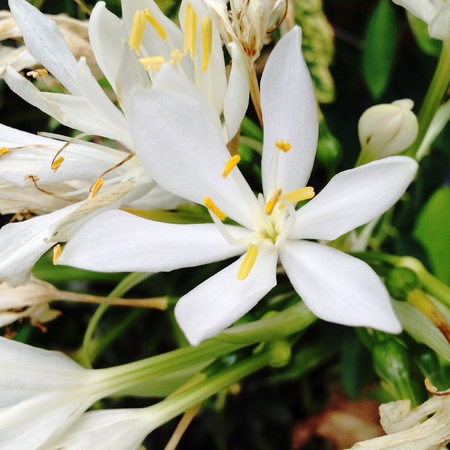 White flowers that look to it gets warm の写真素材