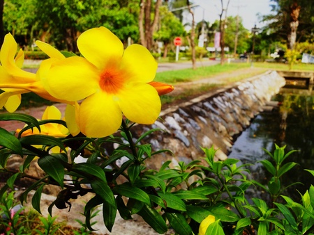Yellow combination The people are comfortable looking at it の写真素材