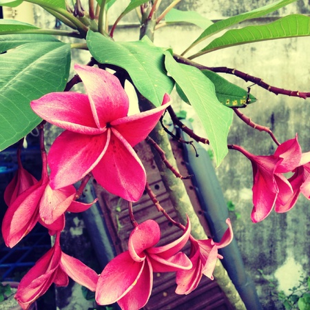 Flowerの写真素材