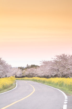 Cherry blossoms and the road in the spring, Japan.の写真素材