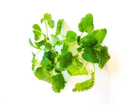 lemon balmの写真素材