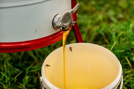 Close up of a stream of fresh honey flows from the honey extractor into the white bucket. Beekeeping.の写真素材