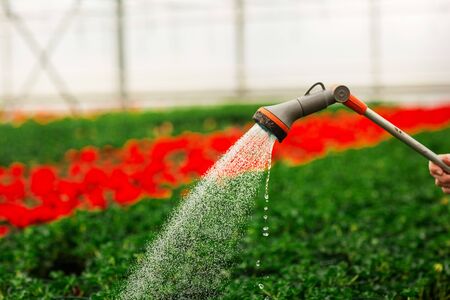 Women's hands watering flowers and green leaves in the garden.の写真素材