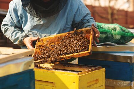 Beekeeper is working with bees and inspecting bee hive after winter.