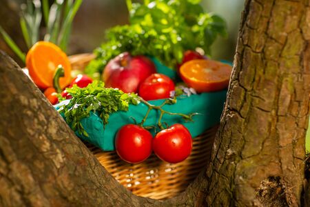 Fresh organic vegetables in wicker basket in the garden on a tree.の写真素材