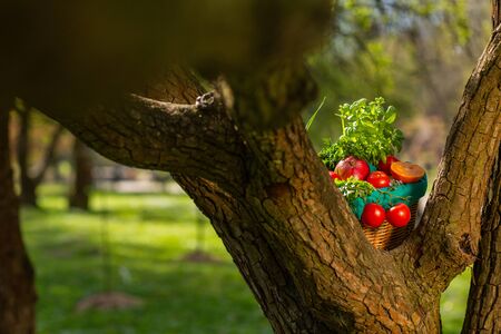 Fresh organic vegetables in wicker basket in the garden on a tree.の写真素材