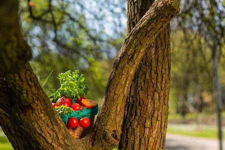 Fresh organic vegetables in wicker basket in the garden on a tree.の写真素材