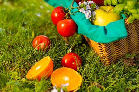 Fresh organic vegetables in wicker basket in the garden.の写真素材