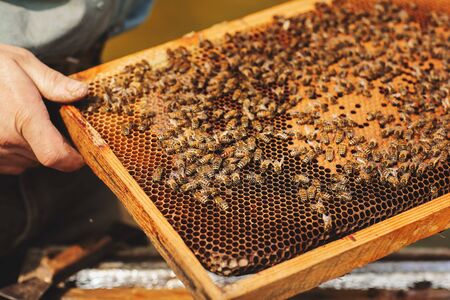 Bee hive detail close up. Beekeeper Inspecting Bee Hive after winter.の写真素材