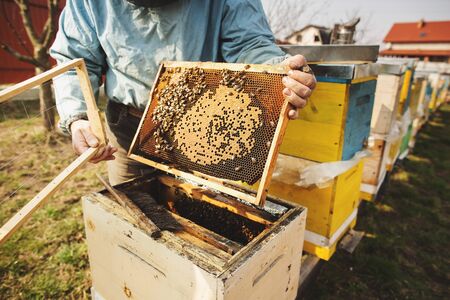 Beekeeper is working with bees and beehives on the apiary.の写真素材
