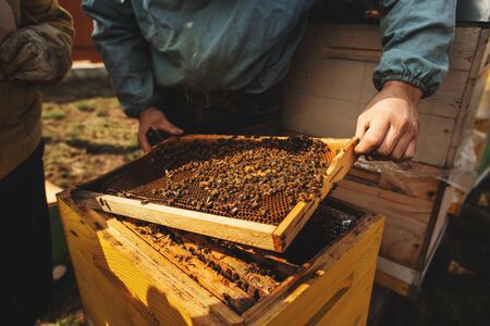 Bee hive detail close up. Beekeeper Inspecting Bee Hive after winter.の写真素材