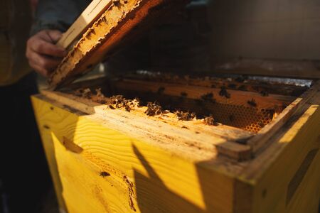 Bee hive detail close up. Beekeeper Inspecting Bee Hive after winter.
