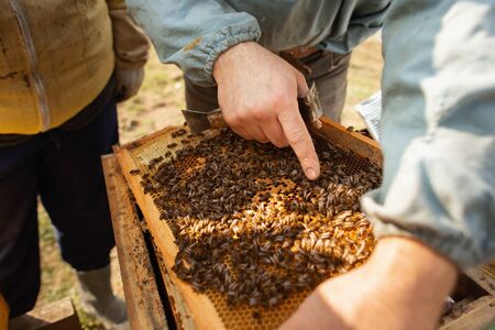 Bee hive detail. Beekeeper is working with bees and beehives on the apiary.の写真素材