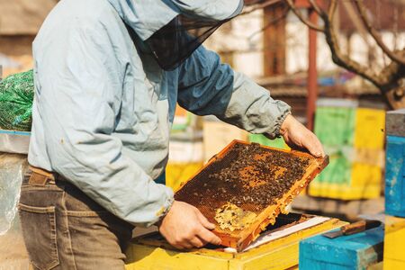 Bee hive detail. Beekeeper is working with bees and beehives on the apiary.