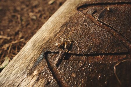 Details of beekeeping close up. Bees drink water from a wooden board.