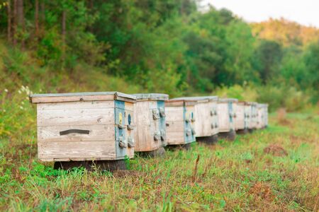Photo of wooden colored beehives in the nature. Beekeeping.