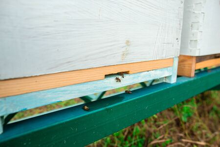 Bees flying near the hive. Close up of entrance of bees into a wooden colored hive. Bees are...