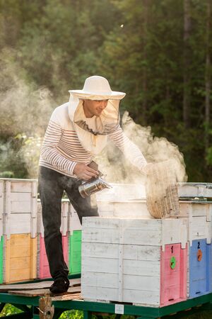 A beekeeper smokes bees in the process of collecting honey in wooden colored beehives. Beekeeping...