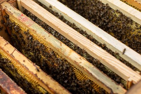 Bee hive detail. Honeycomb full of bees close up.の写真素材