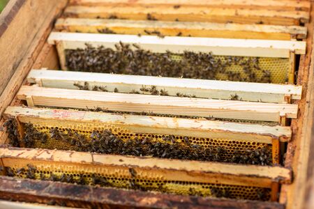 Bee hive detail. Honeycomb full of bees close up.の写真素材