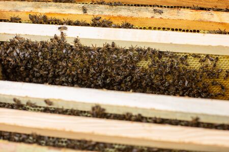 Bee hive detail. Honeycomb full of bees close up.の写真素材