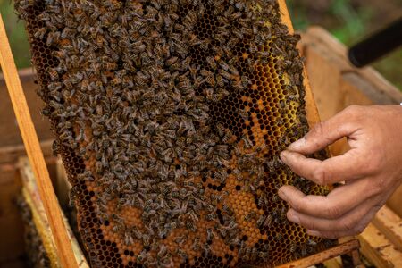 Closeup of hands beekeeper holding a honeycomb full of bees. Beekeeper inspecting honeycomb frame at...