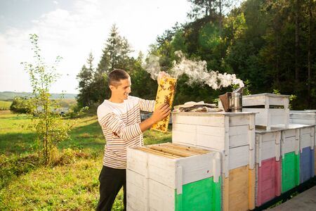 Frames of a bee hive. Beekeeper harvesting honey. The bee smoker is used to calm bees before frame removal.の写真素材
