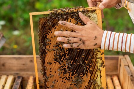 Closeup of hands beekeeper holding a honeycomb full of bees. The bees wrapped around the beekeeper's hand,の写真素材