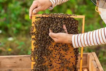 Closeup of hands beekeeper holding a honeycomb full of bees. A beekeeper collects bees by hand.の写真素材