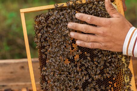 Closeup of hands beekeeper holding a honeycomb full of bees. Beekeeper inspecting honeycomb frame at apiary. Beekeeping concept.の写真素材
