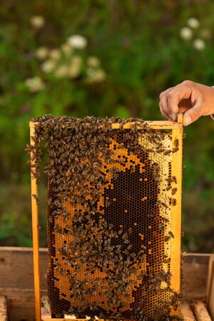Closeup of hands beekeeper holding a honeycomb full of bees. Beekeeper inspecting honeycomb frame at apiary. Beekeeping concept.の写真素材