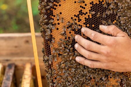Closeup of hands beekeeper holding a honeycomb full of bees. Beekeeper inspecting honeycomb frame at apiary. Beekeeping concept.の写真素材