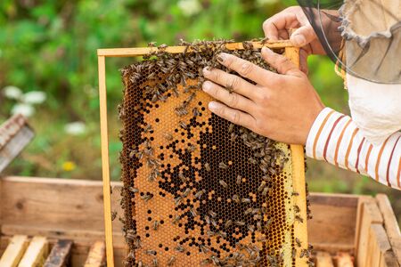 Closeup of hands beekeeper holding a honeycomb full of bees. Beekeeper inspecting honeycomb frame at apiary. Beekeeping concept.の写真素材